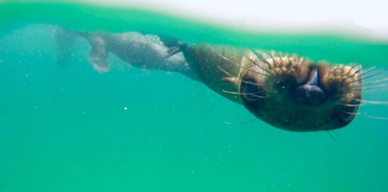 Plettenberg Bay: Swim With Seals - Suitability