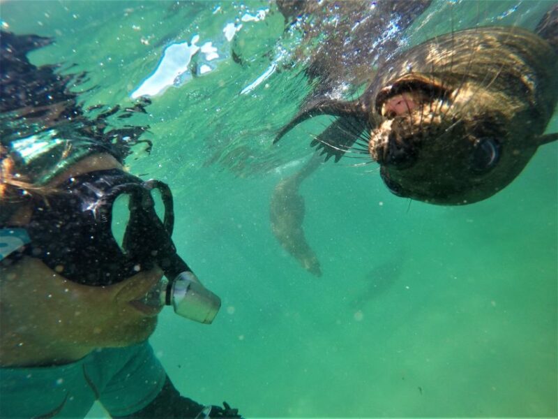 Plettenberg Bay: Swim With Seals - Inclusions and Exclusions