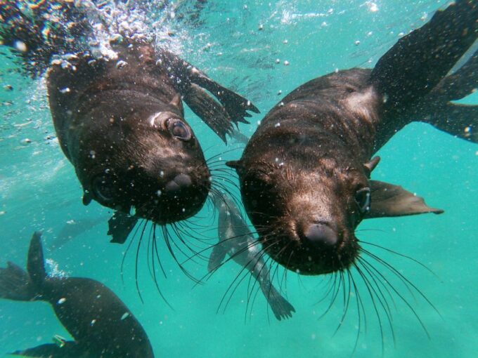 Plettenberg Bay: Swim With Seals - What to Expect