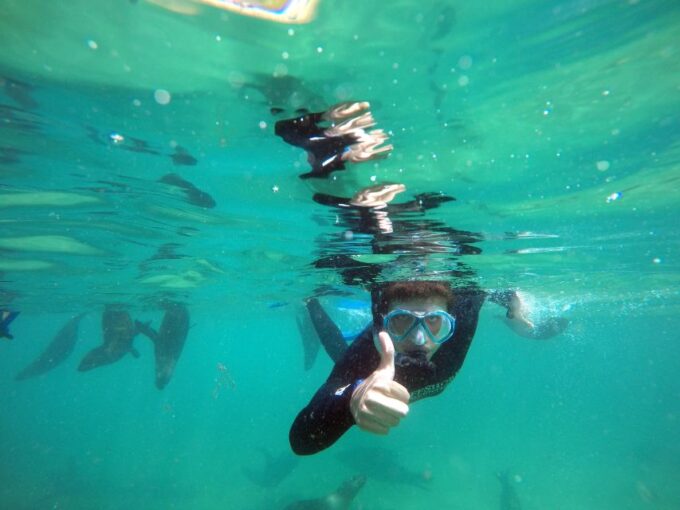 Plettenberg Bay: Swim With Seals - The Seal Experience