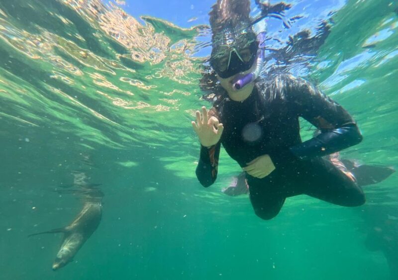 Plettenberg Bay: Swim With the Seals - Key Points