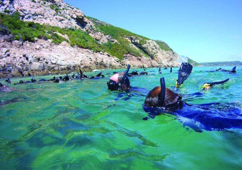 Plettenberg Bay: Swim With the Seals - Inclusions