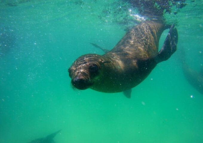 Plettenberg Bay: Swim With the Seals - Spectator Options
