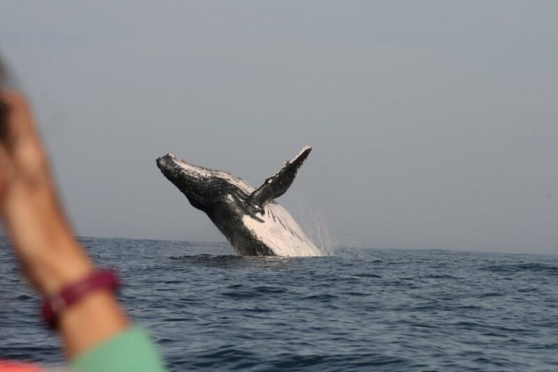 Plettenberg Bay: Whale-Watching Cruise - Key Points
