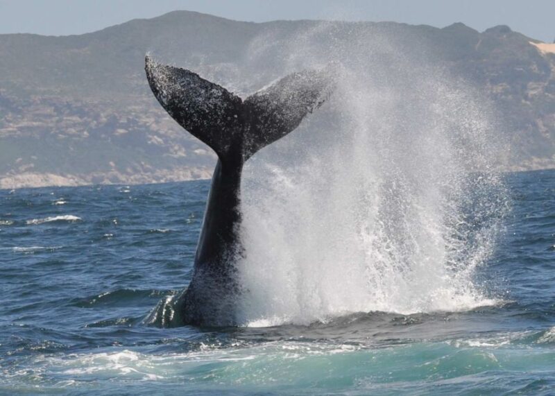 Plettenberg Bay: Whale-Watching Cruise - Migratory Whale Sightings