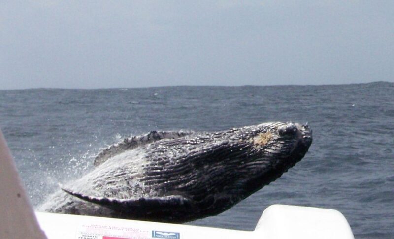 Plettenberg Bay: Whale-Watching Cruise - Boat Cruise Experience