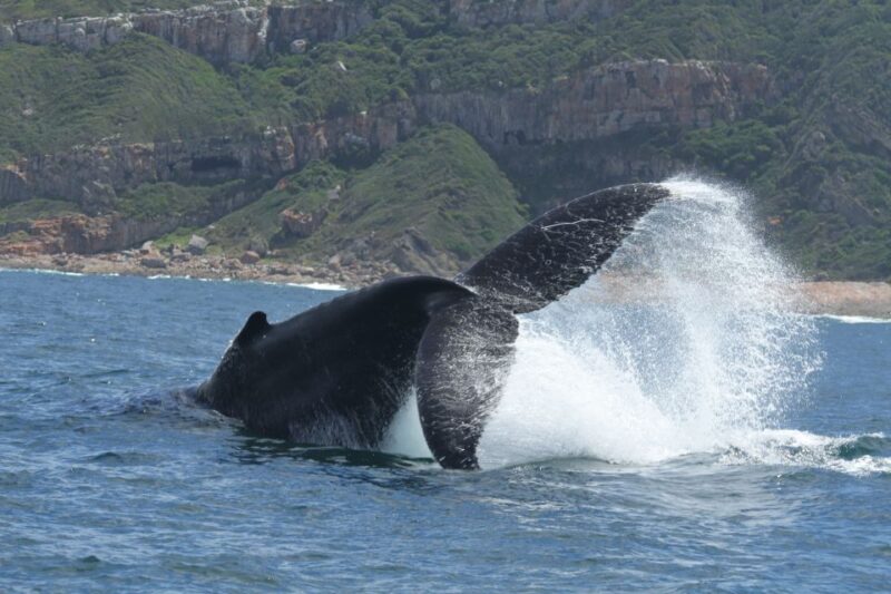 Plettenberg Bay: Whale-Watching Cruise - Meeting Point and Arrival