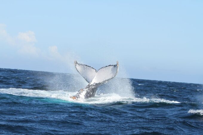 Plettenberg Bay: Whale-Watching Cruise - Whats Included and Excluded