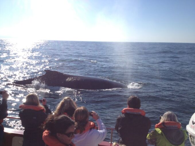 Plettenberg Bay: Whale-Watching Cruise - Gratuities and Pickup/Drop-off