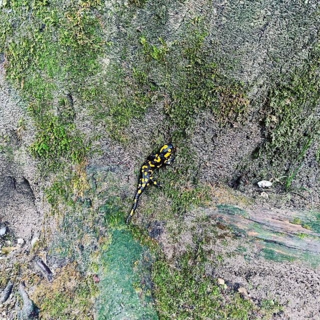 Plitvice Lakes National Park: Walking, Boat, and Train Tour - Customer Feedback