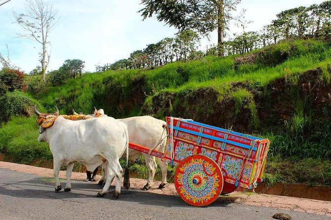Poas Volcano + Coffee Plantations & La Paz Waterfall Gardens Trip From San Jose - Highlights of the Tour