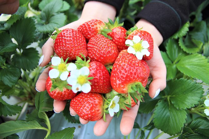 Pocheon Seasonal Fruit Picking & Exploration Day Tour (EG Tour) - Cancellation and Booking