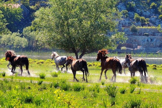 Podgorica Historic, Safari and Winery Tour - Skadar Lake and River Crnojevica - Pickup and Departure Details