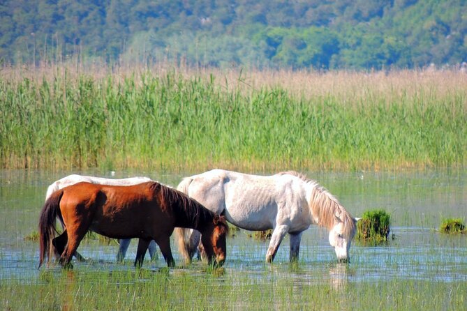 Podgorica Historic, Safari and Winery Tour - Skadar Lake and River Crnojevica - Accessibility Information