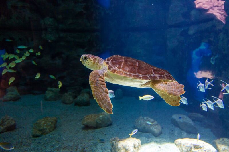 Poem of the Sea Skip-the-Line Ticket - Navigating the Ecosystems and Exhibits
