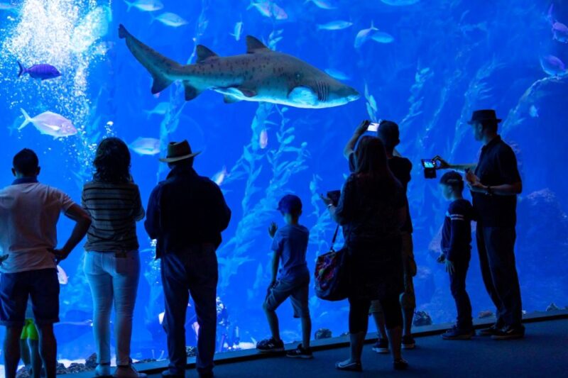 Poem of the Sea Skip-the-Line Ticket - Captivating Encounters With Marine Life