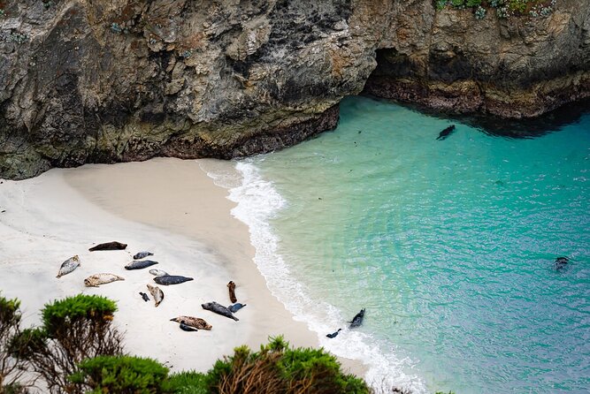 Point Lobos - A Private Charming Ocean Tour - Accessibility and Additional Info