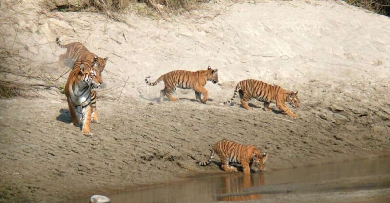 Pokhara: 1 Night 2 Day Chitwan Safari Tour - Included Activities