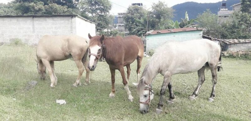 Pokhara: 2.5-Hour Horse-Pony Ride in Nature - Key Points