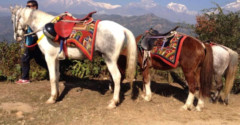 Pokhara: 2.5-Hour Horse-Pony Ride in Nature - Highlights of the Experience