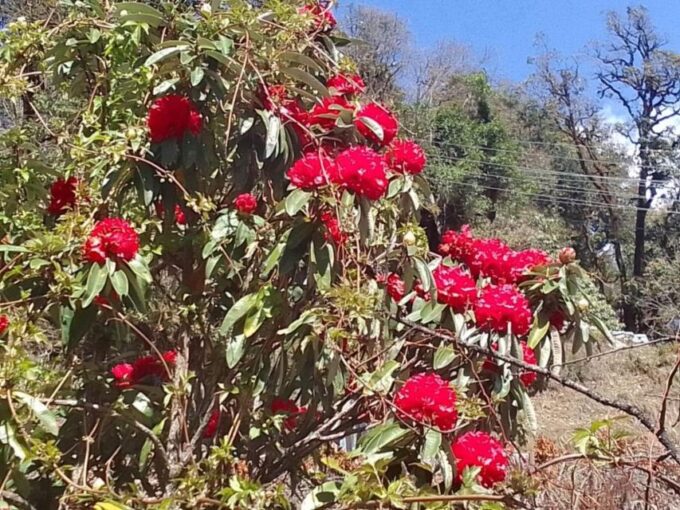 Pokhara: 2-Day Australian Camp and Dhampus Guided Hike - Trekking to Australian Camp