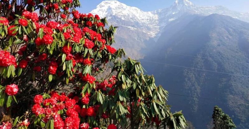 Pokhara: 3-Day Australian Camp, Dhampus, Ghandruk Trek … - Itinerary Details