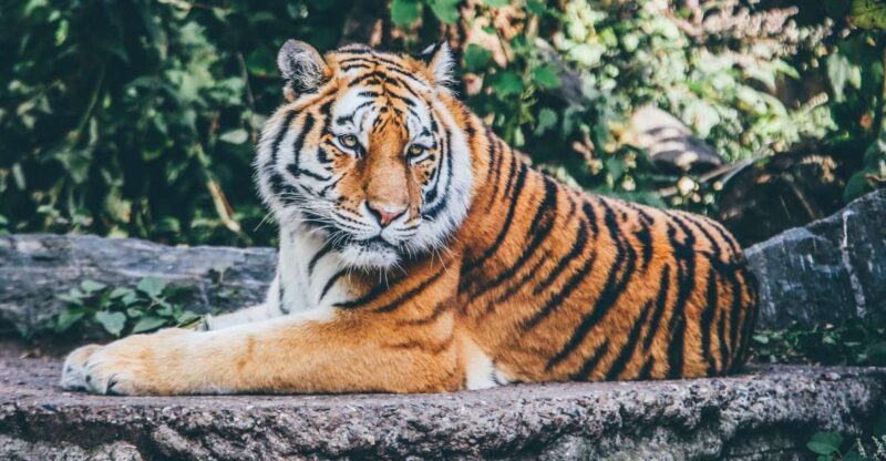 Pokhara: 3-Day Culture Wildlife and Jungle Safari Experience - Included Services
