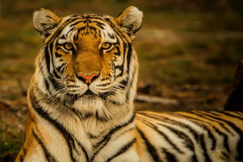 Pokhara: 3-Day Culture Wildlife and Jungle Safari Experience - Cultural Experiences