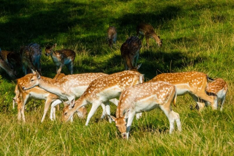 Pokhara: 3-Day Culture Wildlife and Jungle Safari Experience - Wildlife Encounters