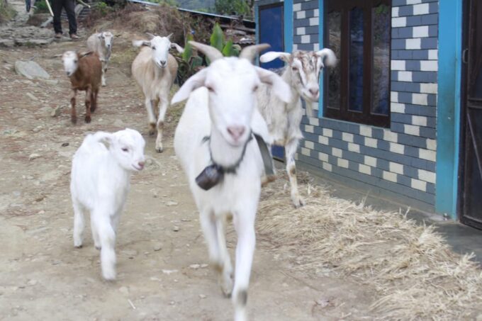 Pokhara: 4 Day Easy Australian Camp, Dhampus, Astam Trek - Scenic Views of Annapurna Range