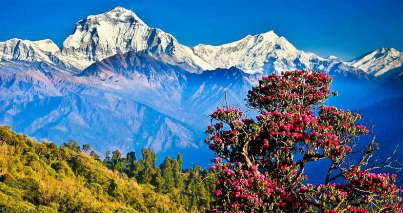 Pokhara: 4-Day Ghorepani, Poonhill & Ghandruk Mountain Trek - An Honest Look at the 4-Day Ghorepani, Poonhill & Ghandruk Trek