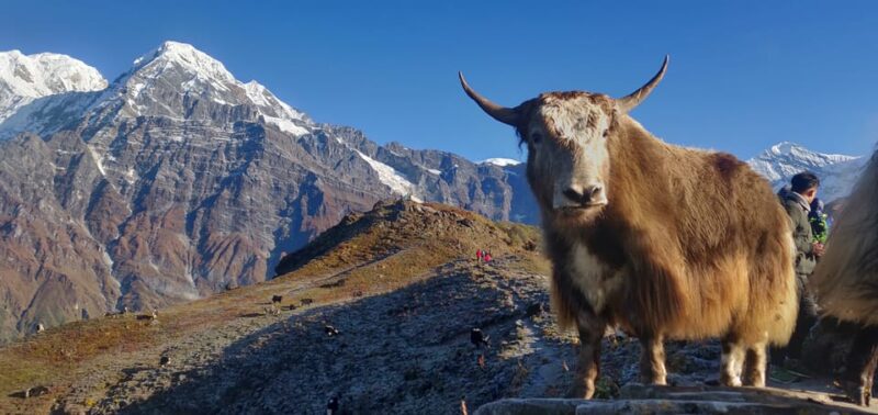 Pokhara: 4-Day Mesmerizing Mardi Himal Guided Trek - Key Points
