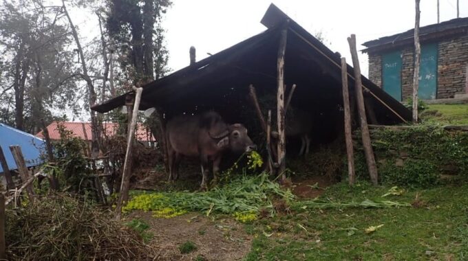 Pokhara: 5-Day Mardi Himal Base Camp Trek With Transfers - Booking and Cancellation