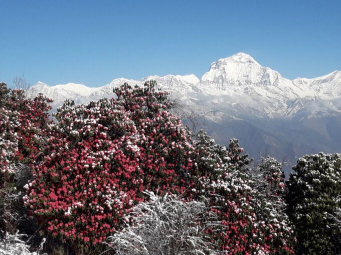 Pokhara: 8 Day Annapurna Base Camp Trek - Frequently Asked Questions