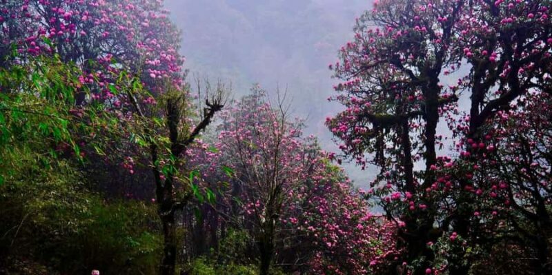 Pokhara: Easy 3-Day Ghorephani and Poon Hill Trek - FAQ