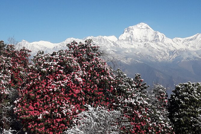 Pokhara: Poon Hill Ghorepani Short Trek - Cultural and Scenic Tours