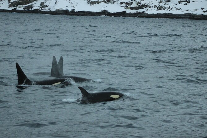 Polar Whale Safari From Tromsø - Meeting and Pickup