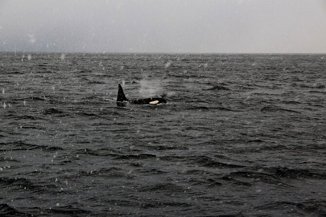 Polar Whale Safari From Tromsø - Additional Details