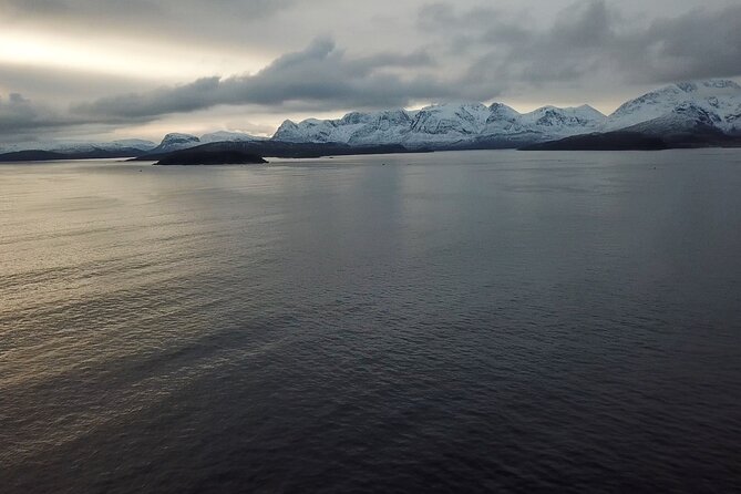 Polar Whale Safari From Tromsø - Wildlife Sightings