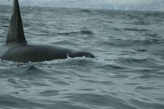 Polar Whale Safari From Tromsø - Guides and Expertise
