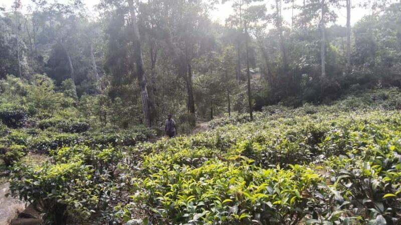 Polgampola Waterfall Tour by Tuk Tuks From Bentota area - FAQ