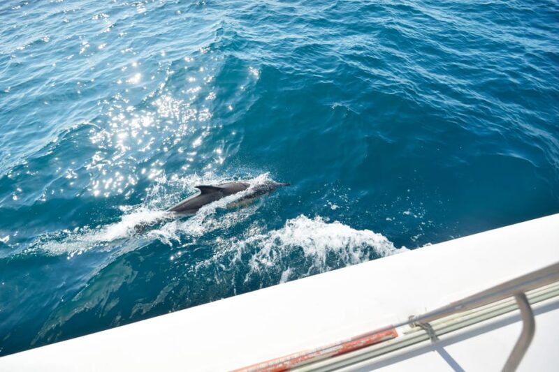 Pollença: Dolphin Watching Boat Excursion - Duration and Highlights