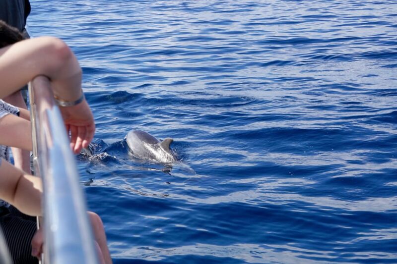 Pollença: Dolphin Watching Boat Excursion - Pricing and Reservations