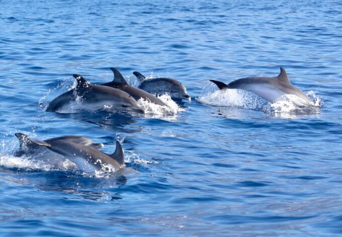 Pollença: Dolphin Watching Boat Excursion - Frequently Asked Questions