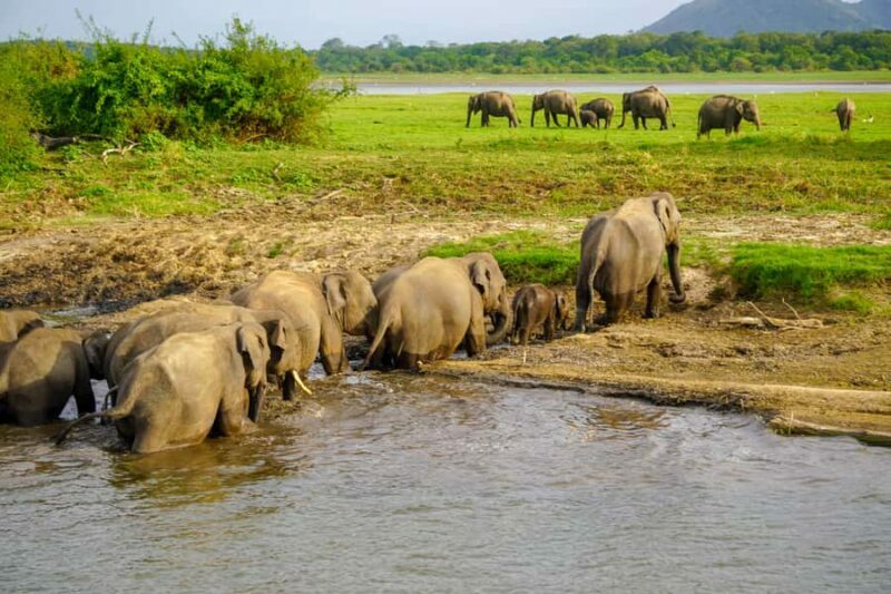 Polonnaruwa Ancient City & Minneriya Safari Combo Tour - FAQ