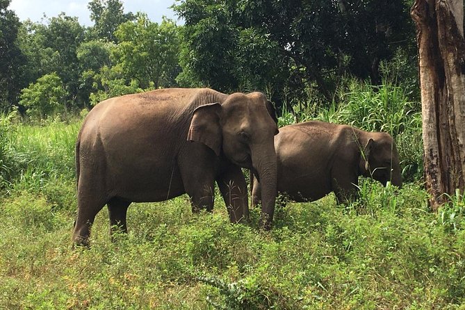 Polonnaruwa Day Tour With Lunch by Mahaweli - Customizable Experience