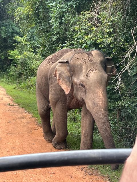 Polonnaruwa Sight Seeing Tour and Minneriya Elephant Safari - Polonnaruwa Highlights