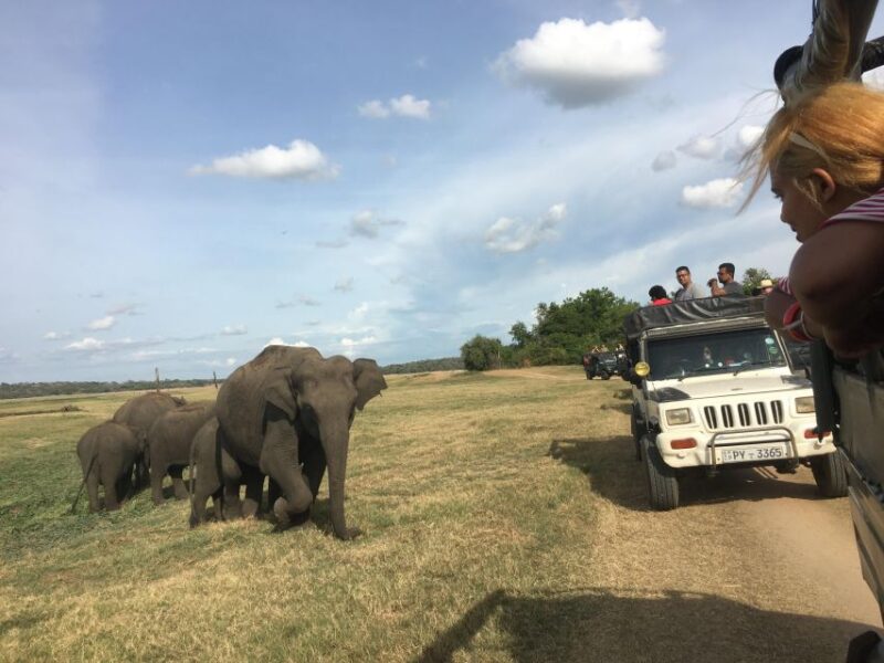 Polonnaruwa Sight Seeing Tour and Minneriya Elephant Safari - Minneriya Elephant Safari