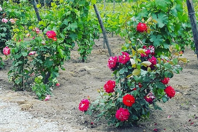 Pompei Archeological Site and Wine Tasting Experience - Tour Logistics