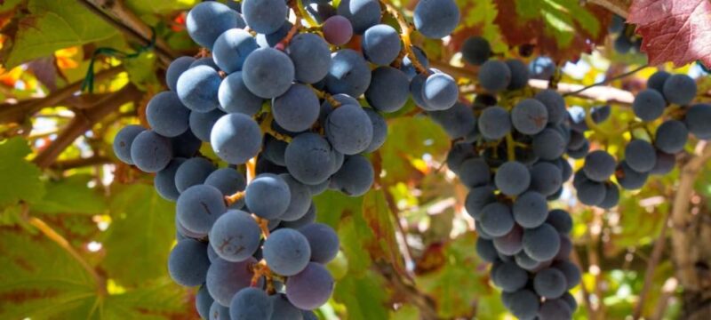 Pompei & Vesuvius Private Day With Stop Lunch in the Winery - Tour Inclusions